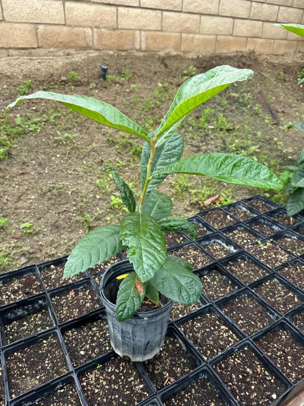 1 Gallon Five-Star Loquat Tree Live Plant – Rooted Edible Fruit Tree – Outdoor - Image 1