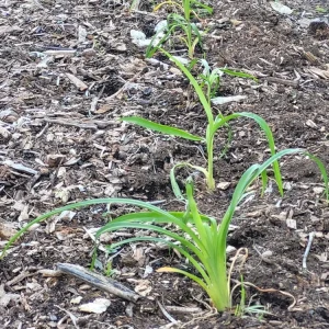 1 Large Orange Daylily Live Rooted Perennial Plant - Outdoor Flowering - Image 2