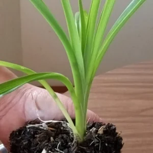 1 Large Orange Daylily Live Rooted Perennial Plant - Outdoor Flowering - Image 3