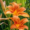 1 Large Orange Daylily Live Rooted Perennial Plant - Outdoor Flowering - Image 1