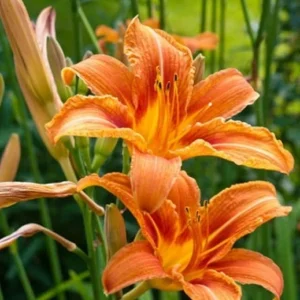 1 Large Orange Daylily Live Rooted Perennial Plant - Outdoor Flowering - Image 1