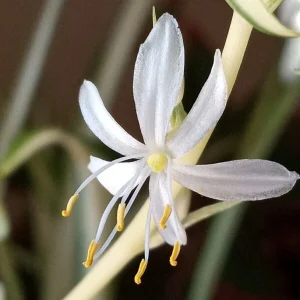 1 Variegated Spider Plant Pup - Chlorophytum Comosum Live Plant, Rooted - Image 10