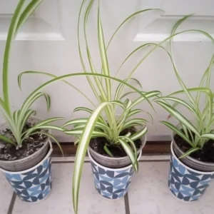 1 Variegated Spider Plant Pup - Chlorophytum Comosum Live Plant, Rooted - Image 11