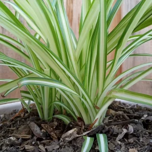 1 Variegated Spider Plant Pup - Chlorophytum Comosum Live Plant, Rooted - Image 2