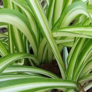 1 Variegated Spider Plant Pup - Chlorophytum Comosum Live Plant, Rooted - Image 3