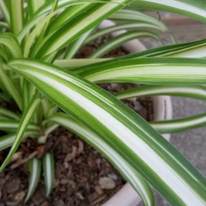 1 Variegated Spider Plant Pup - Chlorophytum Comosum Live Plant, Rooted - Image 4
