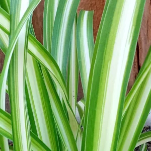 1 Variegated Spider Plant Pup - Chlorophytum Comosum Live Plant, Rooted - Image 5
