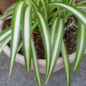 1 Variegated Spider Plant Pup - Chlorophytum Comosum Live Plant, Rooted - Image 6