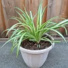 1 Variegated Spider Plant Pup - Chlorophytum Comosum Live Plant, Rooted - Image 1
