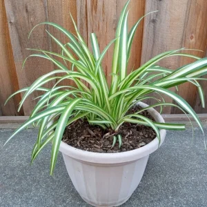 1 Variegated Spider Plant Pup - Chlorophytum Comosum Live Plant, Rooted - Image 1