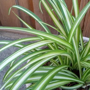 1 Variegated Spider Plant Pup - Chlorophytum Comosum Live Plant, Rooted - Image 7