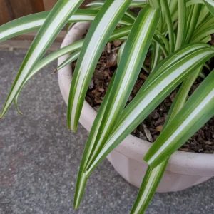1 Variegated Spider Plant Pup - Chlorophytum Comosum Live Plant, Rooted - Image 8