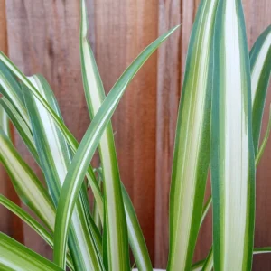 1 Variegated Spider Plant Pup - Chlorophytum Comosum Live Plant, Rooted - Image 9