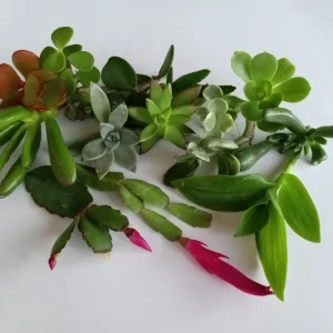 10 Assorted Succulent Cuttings - Colorful Live Plant Varieties Indoor/Outdoor - Image 2