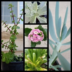 10 Assorted Succulent Cuttings - Colorful Live Plant Varieties Indoor/Outdoor - Image 3