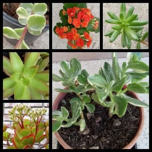 10 Assorted Succulent Cuttings - Colorful Live Plant Varieties Indoor/Outdoor - Image 4