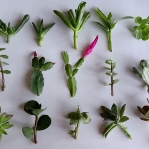 10 Assorted Succulent Cuttings - Colorful Live Plant Varieties Indoor/Outdoor - Image 1