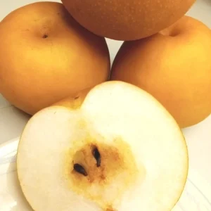 10 Korean Butterscotch Pear Tree Seeds - Grow Delicious Pyrus Pyrifolia Fruit Outdoors - Image 2