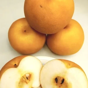 10 Korean Butterscotch Pear Tree Seeds - Grow Delicious Pyrus Pyrifolia Fruit Outdoors - Image 3