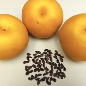 10 Korean Butterscotch Pear Tree Seeds - Grow Delicious Pyrus Pyrifolia Fruit Outdoors - Image 4