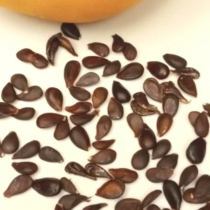 10 Korean Butterscotch Pear Tree Seeds - Grow Delicious Pyrus Pyrifolia Fruit Outdoors - Image 5