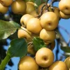 10 Korean Butterscotch Pear Tree Seeds - Grow Delicious Pyrus Pyrifolia Fruit Outdoors - Image 1