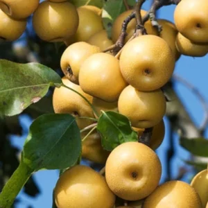 10 Korean Butterscotch Pear Tree Seeds - Grow Delicious Pyrus Pyrifolia Fruit Outdoors - Image 1