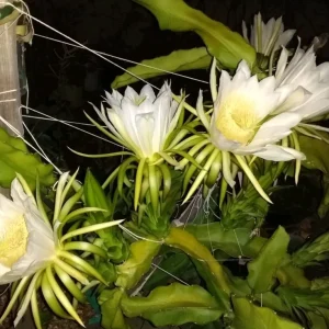 10 Mature Organic Large White Flesh Dragon Fruit Live Cacti Cuttings 8