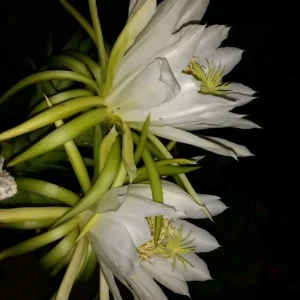 10 Mature Organic Large White Flesh Dragon Fruit Live Cacti Cuttings 8