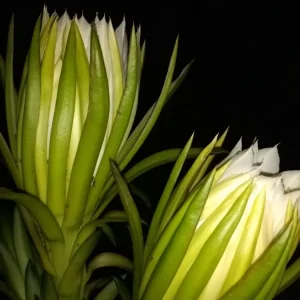 10 Mature Organic Large White Flesh Dragon Fruit Live Cacti Cuttings 8
