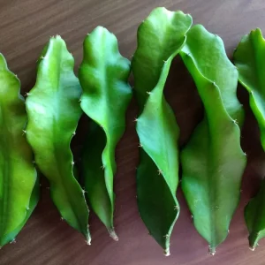 10 Mature Organic Large White Flesh Dragon Fruit Live Cacti Cuttings 8