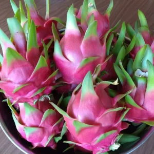 10 Mature Organic Large White Flesh Dragon Fruit Live Cacti Cuttings 8