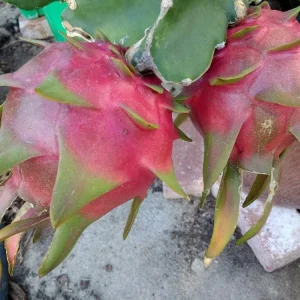 10 Mature Organic Large White Flesh Dragon Fruit Live Cacti Cuttings 8