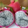 10 Mature Organic Large White Flesh Dragon Fruit Live Cacti Cuttings 8"+ - Image 1
