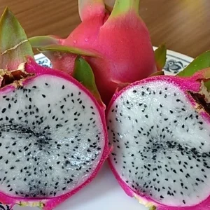 10 Mature Organic Large White Flesh Dragon Fruit Live Cacti Cuttings 8