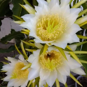 10 Organic Pink Dragon Fruit Cuttings - 8