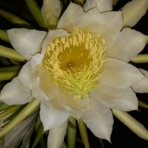 10 Organic Pink Dragon Fruit Cuttings - 8