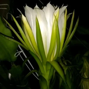 10 Organic Pink Dragon Fruit Cuttings - 8