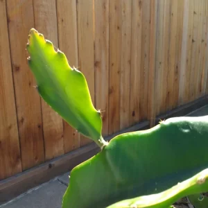 10 Organic Pink Dragon Fruit Cuttings - 8