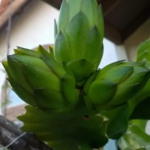 10 Organic Pink Dragon Fruit Cuttings - 8