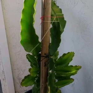 10 Organic Pink Dragon Fruit Cuttings - 8