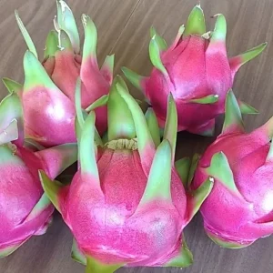 10 Organic Pink Dragon Fruit Cuttings - 8