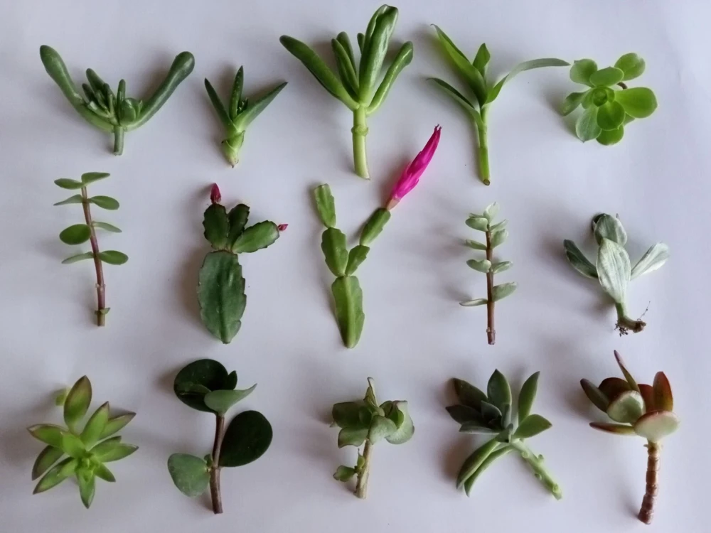 15 Assorted Succulent Cuttings - Live Plant Starter Collection, Colorful Varieties, Indoor/Outdoor - Image 2