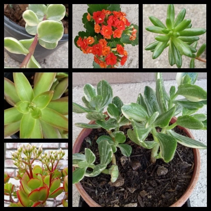 15 Assorted Succulent Cuttings - Live Plant Starter Collection, Colorful Varieties, Indoor/Outdoor - Image 3