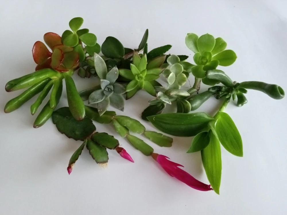 15 Assorted Succulent Cuttings - Live Plant Starter Collection, Colorful Varieties, Indoor/Outdoor - Image 1