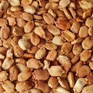 15 Chinese Bitter Melon Seeds - Heirloom Vegetable Gourd Squash Seeds - Outdoor - Image 3