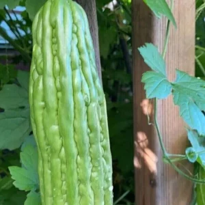 15 Chinese Bitter Melon Seeds - Heirloom Vegetable Gourd Squash Seeds - Outdoor - Image 4
