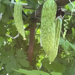 15 Chinese Bitter Melon Seeds - Heirloom Vegetable Gourd Squash Seeds - Outdoor - Image 5