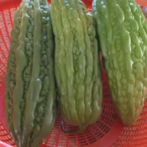 15 Chinese Bitter Melon Seeds - Heirloom Vegetable Gourd Squash Seeds - Outdoor - Image 6
