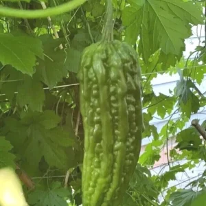 15 Chinese Bitter Melon Seeds - Heirloom Vegetable Gourd Squash Seeds - Outdoor - Image 7